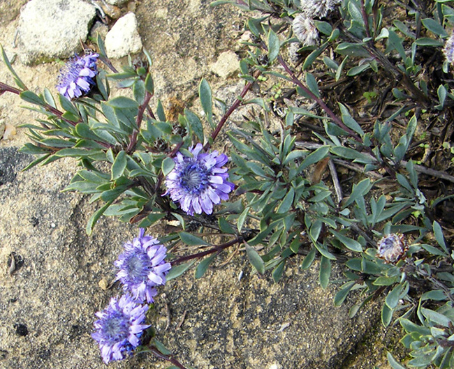 Globularia alypium / Vedovella cespigliosa